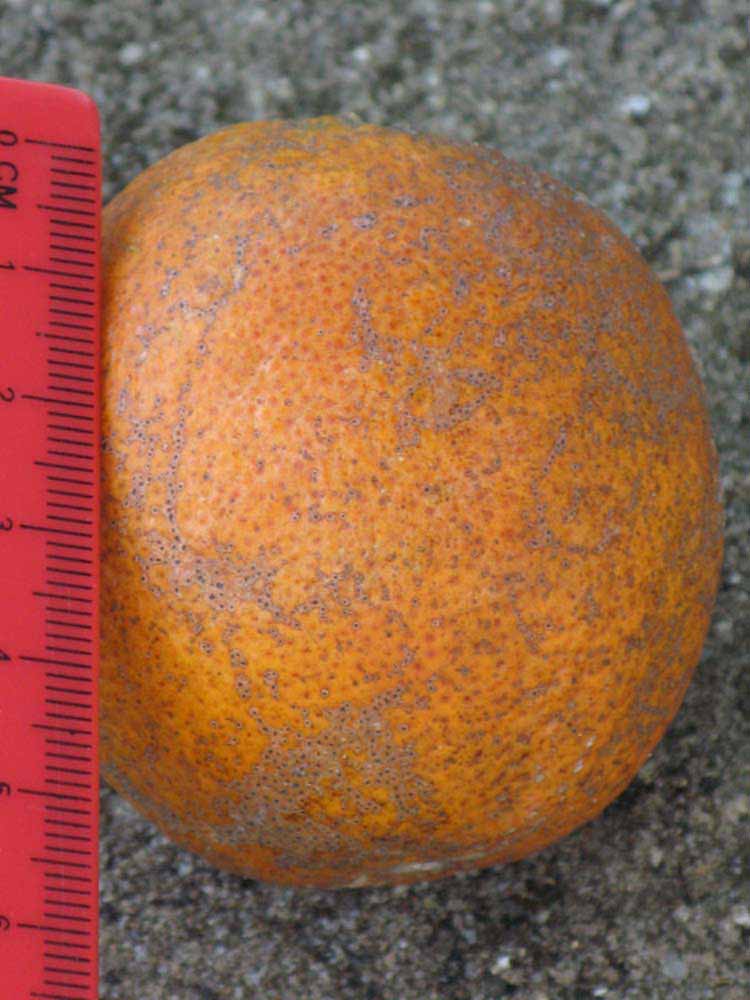              Fruit (Sanguinelli, Winter Haven, FL)       